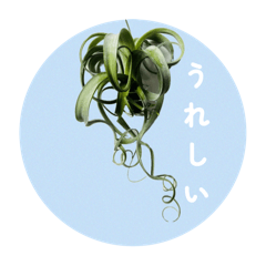 [LINEスタンプ] エアープランツ（写真）ほっこりスタンプ