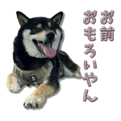 [LINEスタンプ] 黒柴ごまちの画像（メイン）