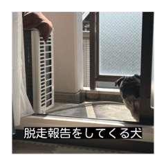 [LINEスタンプ] パグのうめちゃん！3
