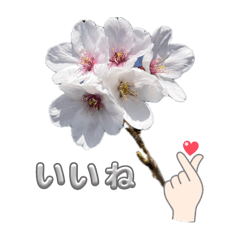 [LINEスタンプ] 花の日常あいさつスタンプ