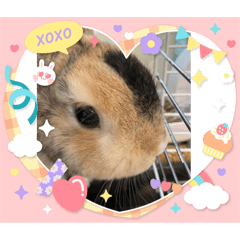 [LINEスタンプ] チャビかスタンプ4