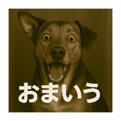 [LINEスタンプ] びっくり犬
