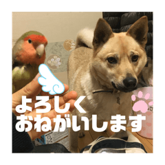 [LINEスタンプ] インコのちゃまとワンコの麦2