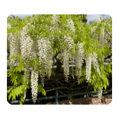 [LINEスタンプ] 白藤の花 動的. スタンプ