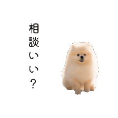 [LINEスタンプ] ちょこちょこ動く ポメの気持ち