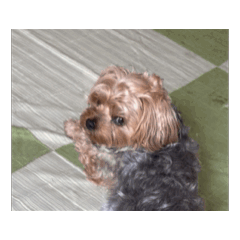 [LINEスタンプ] つちやさん家の愛犬もものスタンプ