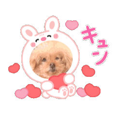[LINEスタンプ] 愛犬❤️ココアスタンプ✨