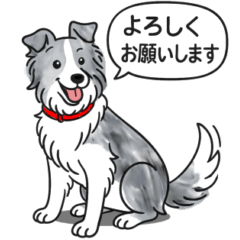 [LINEスタンプ] ボーダーコリー (ブルーマール)