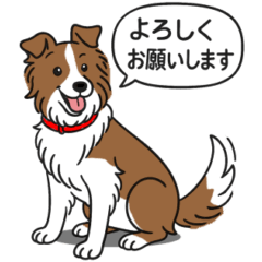[LINEスタンプ] ボーダーコリー(チョコレート＆ホワイト)