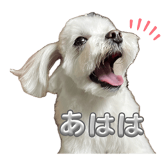 [LINEスタンプ] 表情豊かなマルチーズの日常会話スタンプ