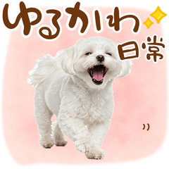 [LINEスタンプ] 日常生活のマルチーズ