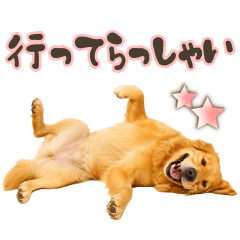 [LINEスタンプ] ゴールデンレトリバー☆日常会話・敬語