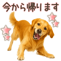 [LINEスタンプ] ゴールデンレトリバー☆家族連絡・友人恋人