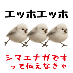 [LINEスタンプ] エッホエッホ！シマエナガです