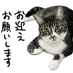 [LINEスタンプ] 家族用スタンプ～Vre.ガチ猫～