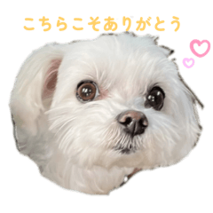 [LINEスタンプ] マルチーズ♡写真よく使うスタンプ