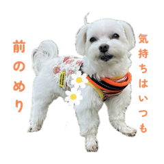 [LINEスタンプ] マルチーズ写真・うちの子あるあるスタンプ
