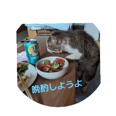 [LINEスタンプ] こしぬけちゃん RescueElderCat