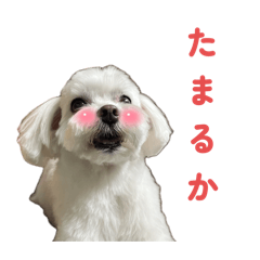 [LINEスタンプ] マルチーズ写真・土佐弁スタンプ