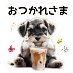 [LINEスタンプ] 毎日のふわふわシュナウザー【日常会話】
