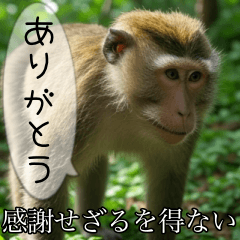 [LINEスタンプ] 見ざる言わざるその他の猿