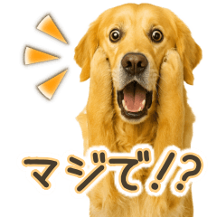 [LINEスタンプ] ゴールデンレトリバー☆毎日使う！返信用
