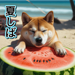 [LINEスタンプ] 飛び出す★夏を感じる・芝犬【夏、海】しば