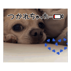 [LINEスタンプ] チワワ【こは】スタンプ2