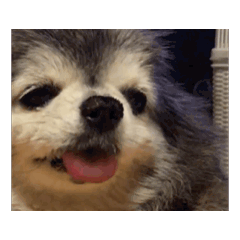 [LINEスタンプ] 狸犬らぶのスタンプ