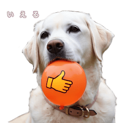 [LINEスタンプ] ラブラドール いえる の日々 2