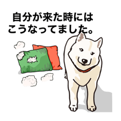 [LINEスタンプ] しば犬白太郎の気持ち
