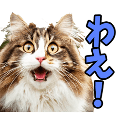 [LINEスタンプ] 秋田弁☆にゃんこ