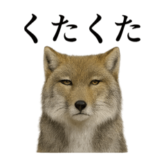[LINEスタンプ] 仕事終わりひとこと集チベットスナギツネ