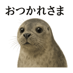 [LINEスタンプ] 仕事終わりひとこと集〜アザラシ