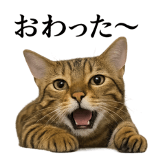 [LINEスタンプ] 仕事終わりの一言集〜ベンガル猫のスタンプ