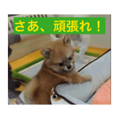 [LINEスタンプ] 愛くるしい挨拶