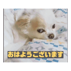 [LINEスタンプ] amazing！おちび達