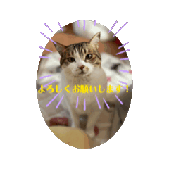 [LINEスタンプ] ウチの猫、空＆詩のスタンプです！