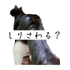 [LINEスタンプ] 外猫の日常スタンプ