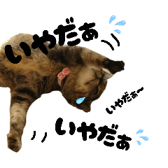 [LINEスタンプ] コネコネコシリーズ1