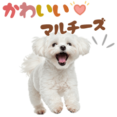[LINEスタンプ] いつでも使えるマルチーズスタンプ