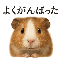 [LINEスタンプ] 仕事終わりの一言〜リアルすぎるモルモット