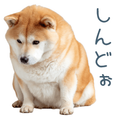 [LINEスタンプ] ちょっとかわいそうな柴犬【面白い】