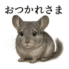 [LINEスタンプ] 仕事終わりの一言〜リアルすぎるチンチラ