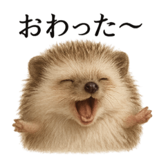 [LINEスタンプ] 仕事終わりの一言〜リアルすぎるハリネズミ