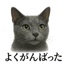 [LINEスタンプ] 仕事終わりの一言〜ロシアンブルー猫