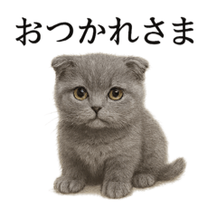 [LINEスタンプ] 仕事終わりの一言〜スコティッシュホールド