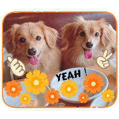 [LINEスタンプ] チロル＆チョコ 15
