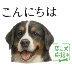 [LINEスタンプ] 推しワン☆バーニーズマウンテンドッグ〜
