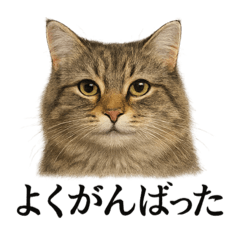 [LINEスタンプ] 仕事終ノルウェージャンフォレストキャット